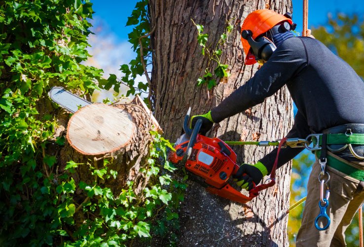 Tree Services Image